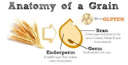 anatomy-of-a-grain - Bites of Delight