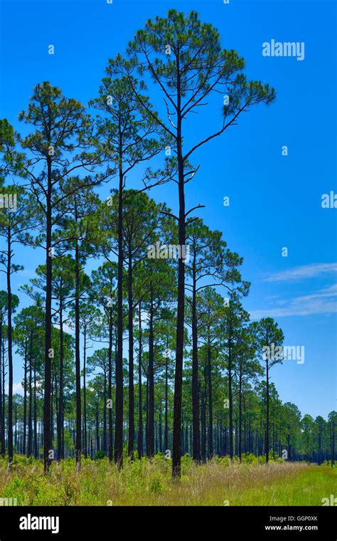 Loblolly Pine Hi Res Stock Photography And Images Alamy