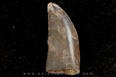 Dinosaur Tooth Ceratosaurus Morrison Formation Dana Quarry Wyoming Usa