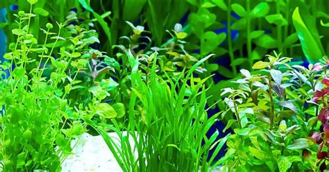 How to Care For Freshwater Aquarium Plants - Biology Educare