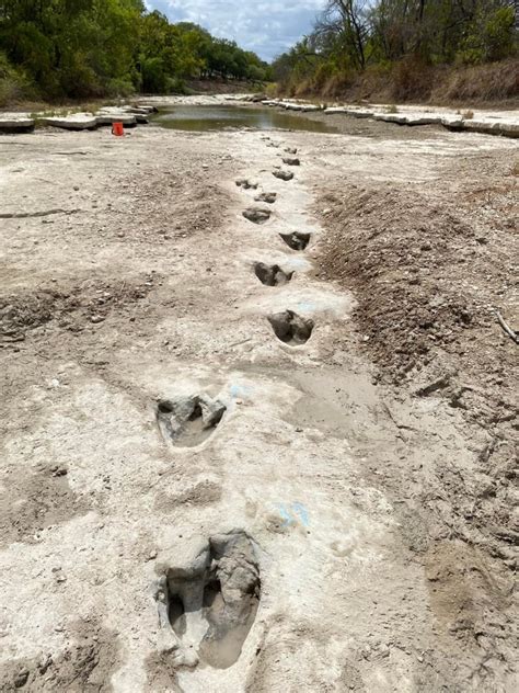 113 Million Year Old Dinosaur Tracks Revealed By Texas Drought But They Ll Soon Vanish Again