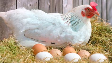 Chicken And Egg Prices Increase In Pakistan HUM News