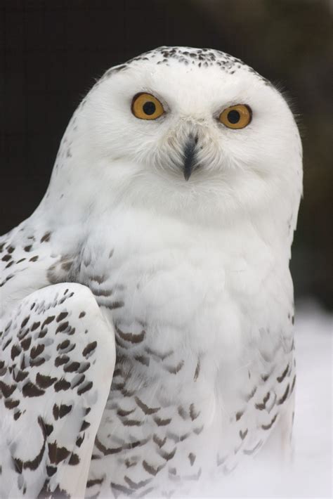 images wing white zoo beak feather fauna bird  prey