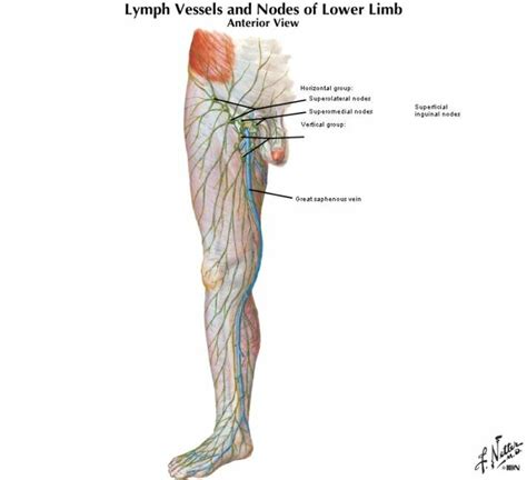 Lymph Nodes And Their Locations