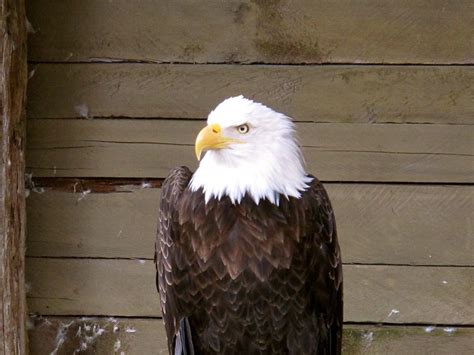 Bald Eagle Juneau Alaska Photo By Sue Frause Alaska Photos Juneau