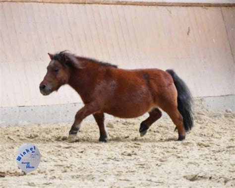 Mini Shetty Stute Gina Pferde Winkel De Freizeitpferde