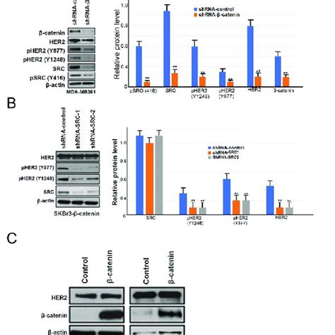 Phosphorylation Of Her2 And Her3 Expression By β Catenin In