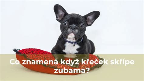 Co znamená když křeček skřípe zubama Altan Corgo