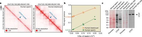 Human Sperm Does Not Have Typical Tad Structures A Interaction Heat Download Scientific