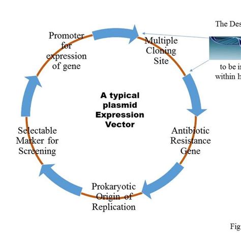 Plasmid Diagram