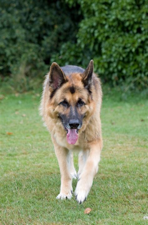 Free Images : grass, walking, animal, canine, photo, pet, green, german shepherd, vertebrate