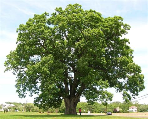 Arbol De Roble