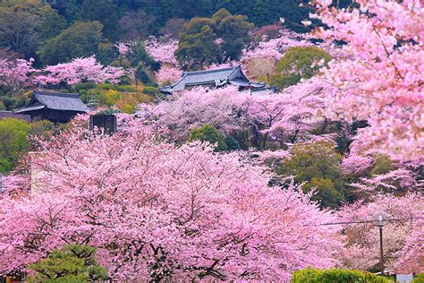 三井寺 桜