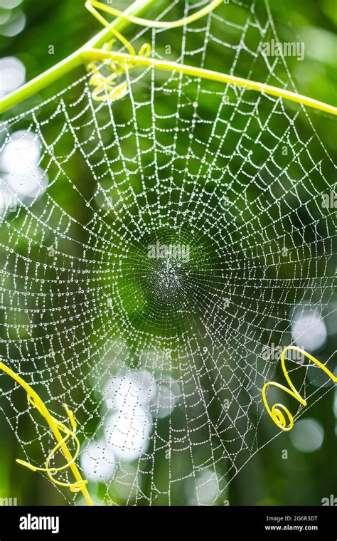 Dew Drops On Spider Web Cobweb Closeup With Green Background For