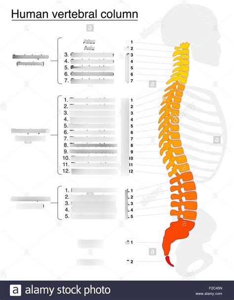 Anatomy Skeletal System Vertebral Column Diagram Quizlet