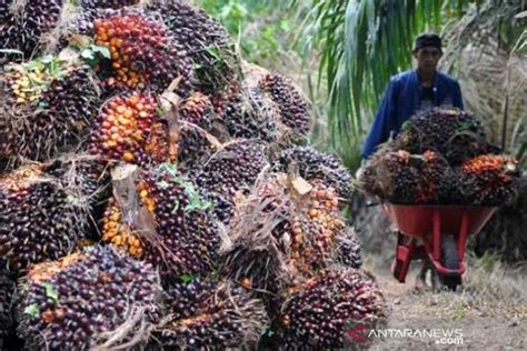 Harga Kelapa Sawit Riau Naik Tahun Paling Besar Genpi Co Riau