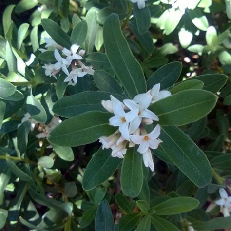 Daphne Perfume Princess White Urban Tree Farm Nursery