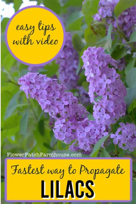 Unlock the Secrets to Lilac Propagation: Grow Stunning Shrubs from Suckers! | Lilac plant, Lilac ...