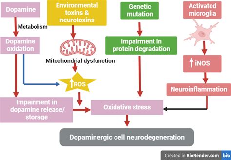 Oxidative Stress And Dopaminergic Neurons Degeneration ROS Reactive