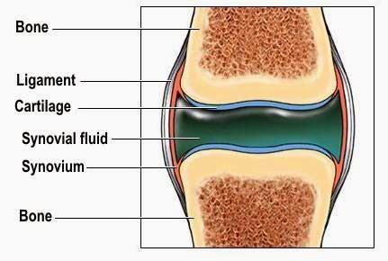 Bone and Cartilage – Part of Body Encyclopedia Series | Article Most Wanted