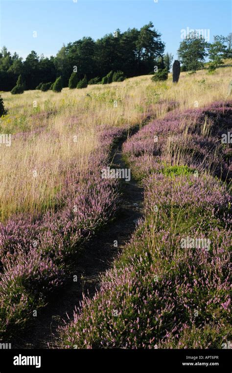 Heather Plant Hi Res Stock Photography And Images Alamy