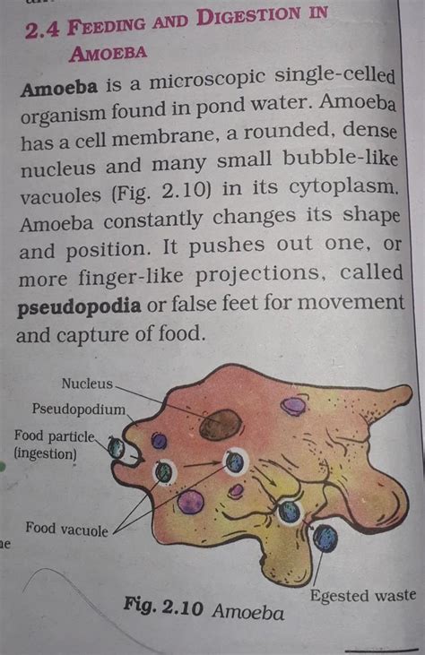 Describe The Nutrition In Amoeba With The Help Of Suitable Fig