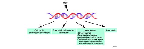 What Goes On Must Come Off Phosphatases Gate Crash The Dna Damage