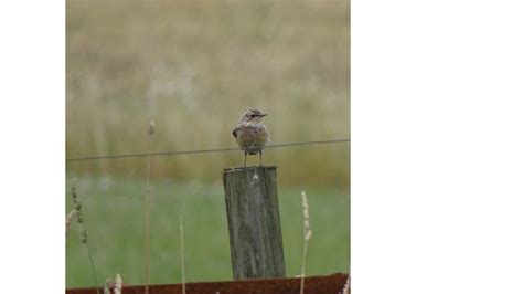 Hvilken Fugl Naturbasen