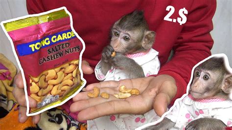 Spend 2 For Baby Monkey Jojo Eating Youtube