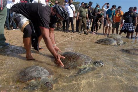 Alarm Bahaya Kepunahan Di Bali Sampah Plastik Buat Penyu Mati GenPI