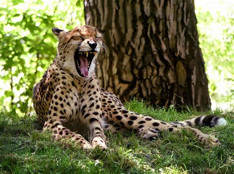 50 Interesting Cheetah Facts That You Never Spotted Before