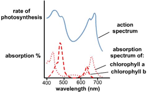 Absorption Spectrum Vs Action Spectrum Branches Of Biology Protists