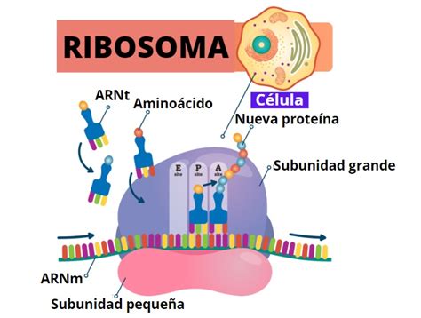 Los Ribosomas On Emaze