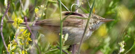 Reed Warbler | BirdForum