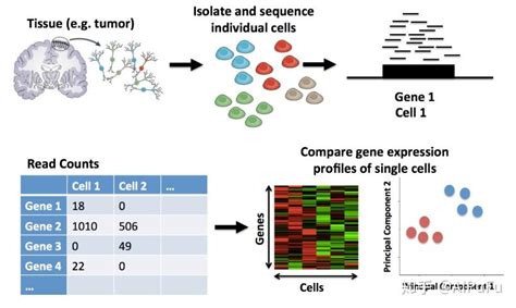 单细胞转录组测序技术single Cell Rna Seq及细胞分离技术分类汇总 知乎