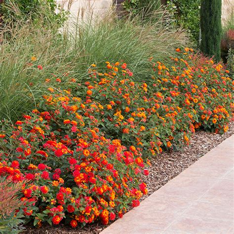 Orange-Red Bush Lantana | C&J Gardening Center