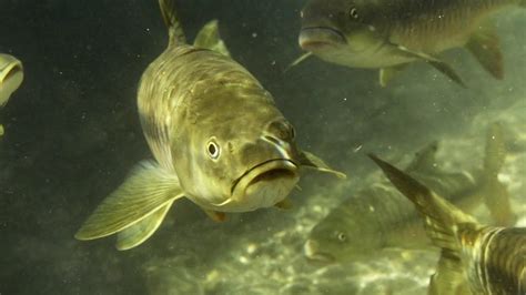 The Largest Carp In The World Ganges BBC Earth YouTube