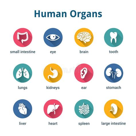 Organs Icon Set Stock Vector Illustration Of Health