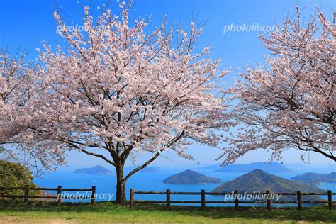 香川県紫雲出山の桜と瀬戸内海 写真素材 5704440 フォトライブラリー Photolibrary