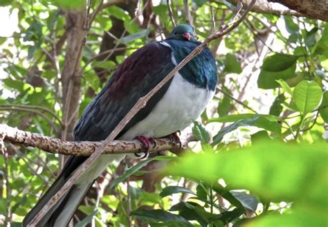 Bird of the Day - The New Zealand Kereru or New Zealand Woodpigeon - Virily