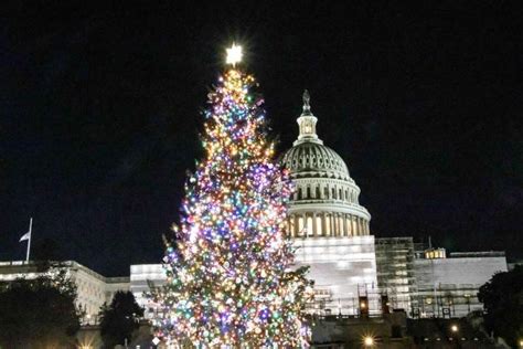 West Virginia Norway Spruce To Become Us Capitols Christmas Tree