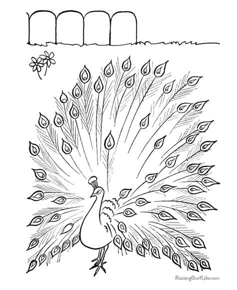 Peacock Coloring Pages