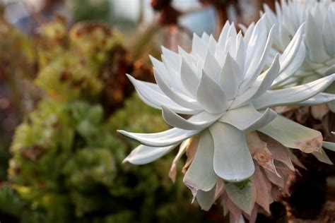 Fotos gratis naturaleza flor cactus pétalo botánica suculento