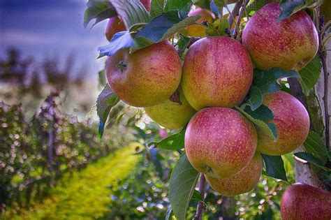 50+ Places for the Best Apple Picking Near Me - Days Out On The Farm