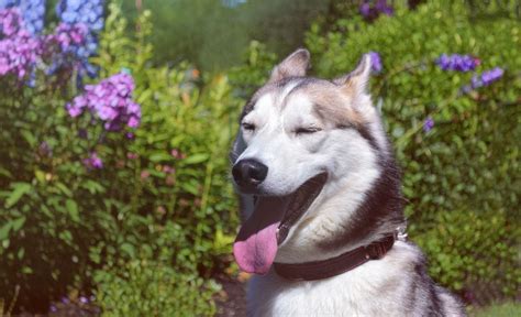 17 17 Best Outdoor Dog Breeds: Nature-Loving Four Footers