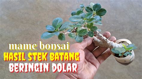 Cara Buat Beringin Dolar Dari Hasil Stek Batang Dijadikan Mame Bonsai