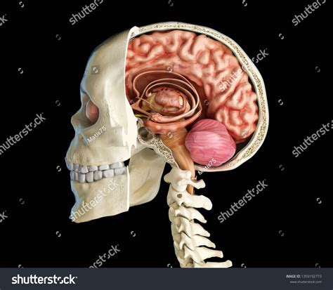 Human Skull Mid Sagittal Crosssection Brain Shutterstock