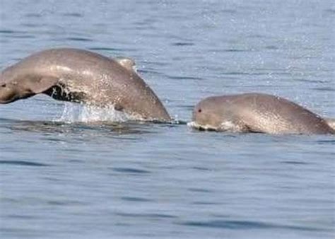 Legenda Pesut Mahakam Cerita Rakyat Dari Kalimantan Timur Yang Jarang