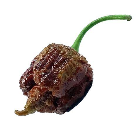 Pianta Di Peperoncino Carolina Reaper Chocolate Handycare