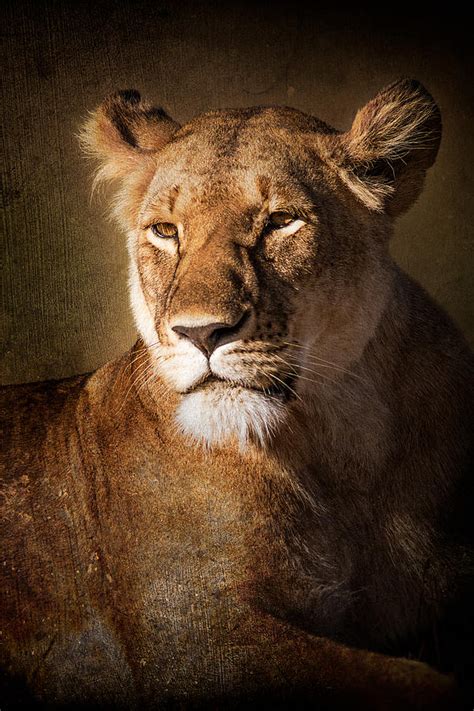 Textured Lioness Portrait Photograph By Mike Gaudaur Fine Art America